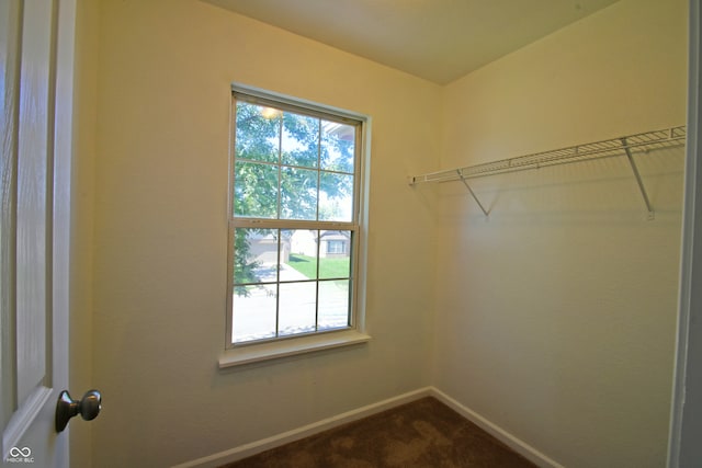 walk in closet featuring carpet floors