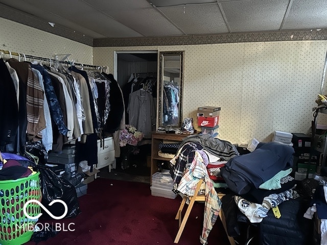 walk in closet featuring a paneled ceiling and carpet flooring