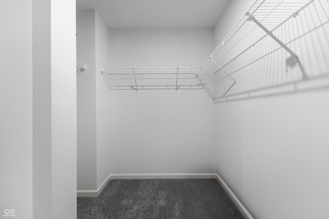 walk in closet featuring carpet flooring