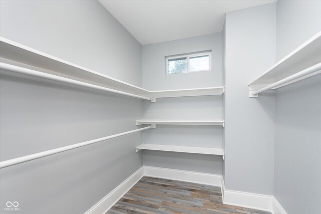 spacious closet featuring dark hardwood / wood-style floors