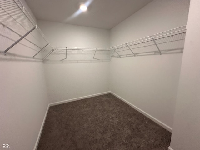 spacious closet featuring carpet