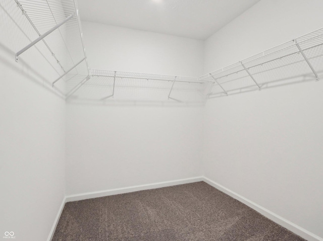 walk in closet with carpet floors