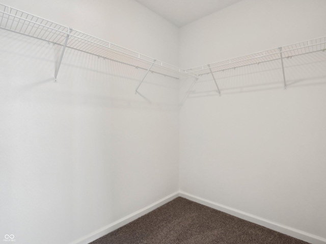 spacious closet featuring carpet flooring