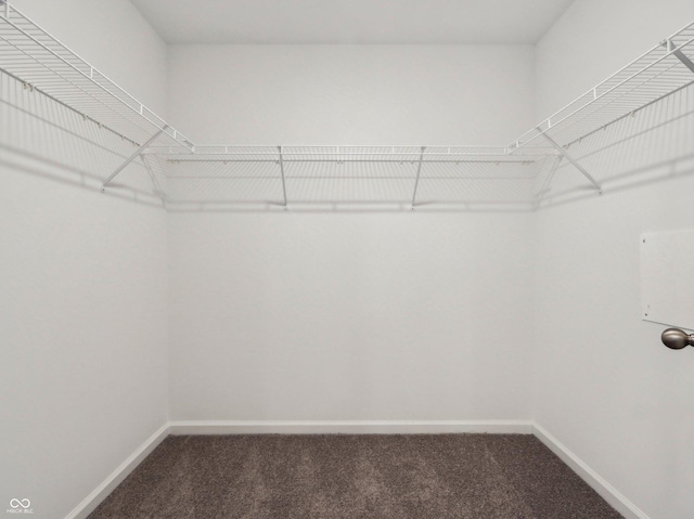 spacious closet featuring carpet