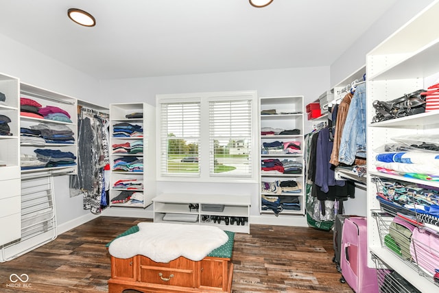 spacious closet featuring dark hardwood / wood-style floors