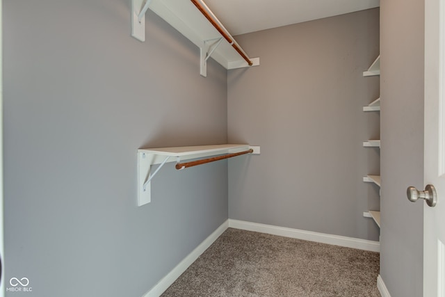 walk in closet featuring carpet floors