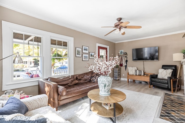 living room featuring ceiling fan, ornamental molding, and light wood-type flooring