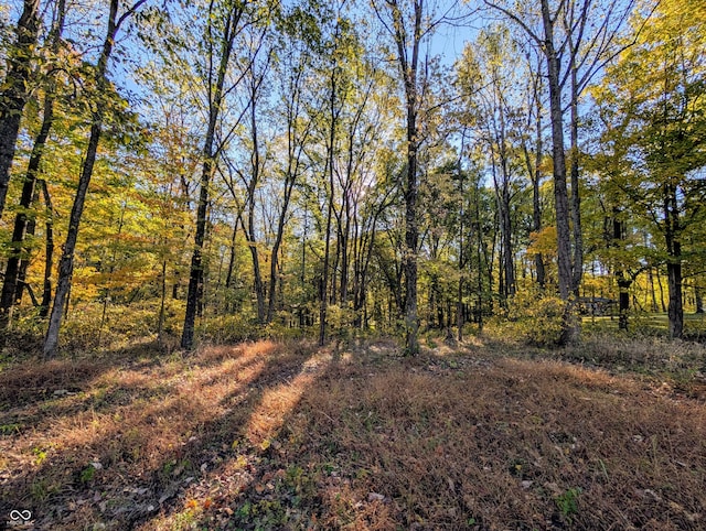 view of local wilderness