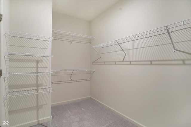 spacious closet featuring carpet floors