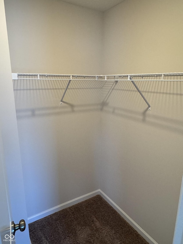 walk in closet with carpet flooring