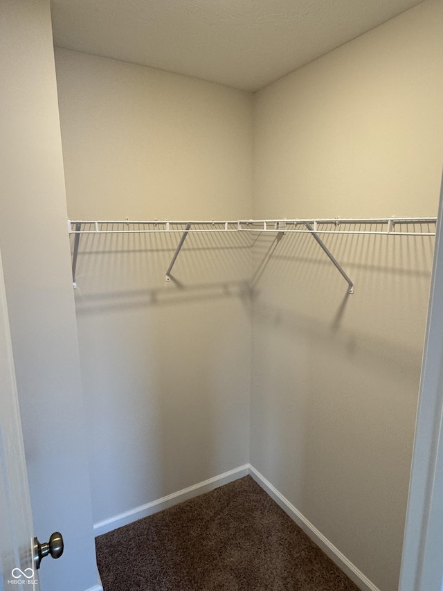 walk in closet featuring carpet floors