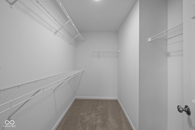 spacious closet with carpet