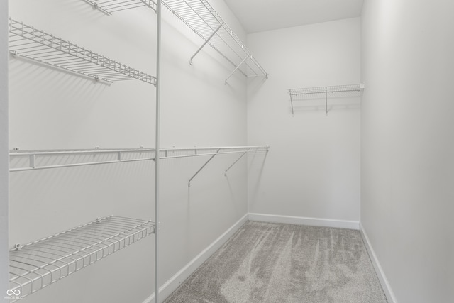 walk in closet with carpet flooring