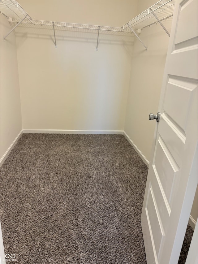 walk in closet featuring carpet floors