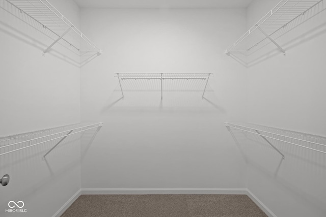 walk in closet with carpet