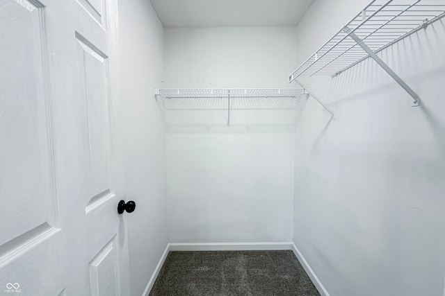 walk in closet with carpet flooring