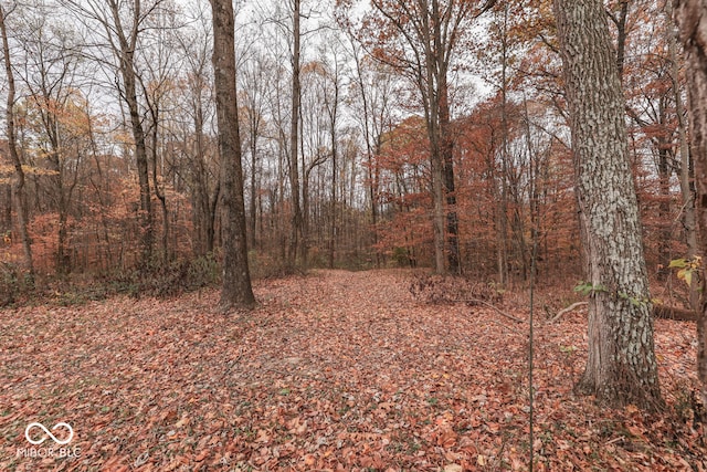 view of local wilderness