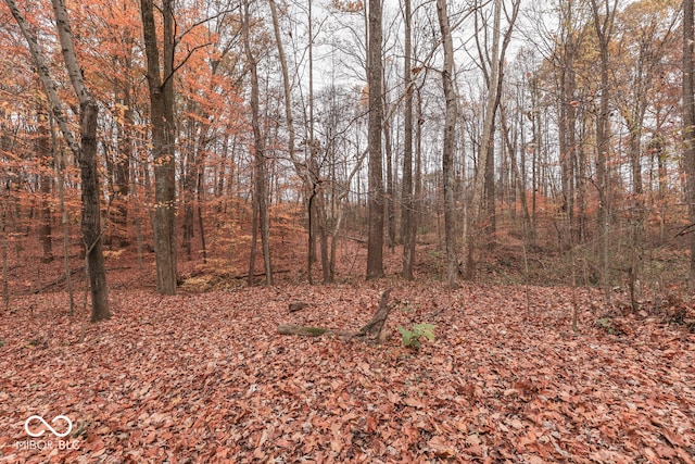 view of local wilderness