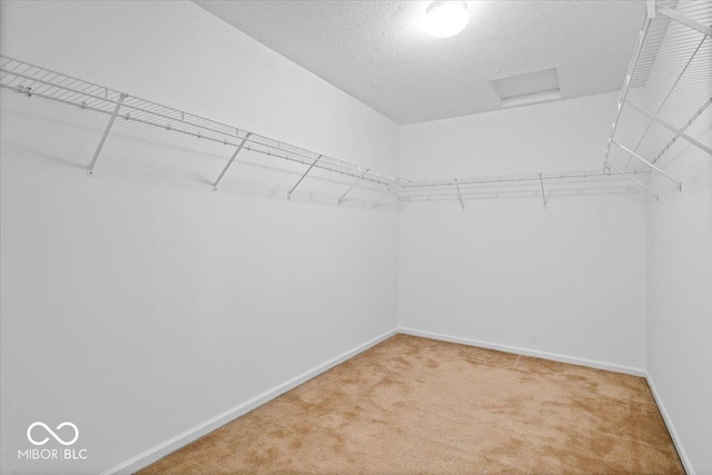 walk in closet with carpet floors