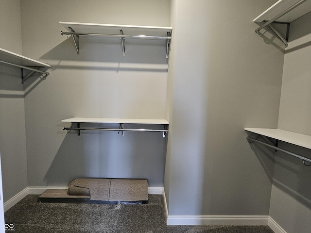 walk in closet featuring carpet floors