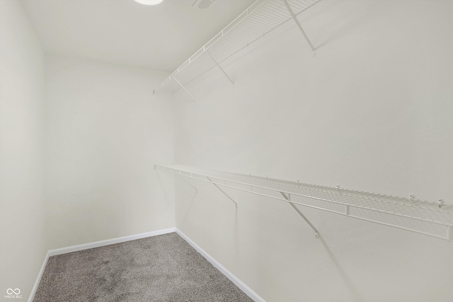 spacious closet with carpet flooring