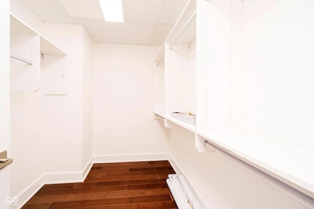 spacious closet with a drop ceiling and dark hardwood / wood-style floors