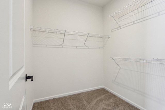 spacious closet featuring carpet flooring