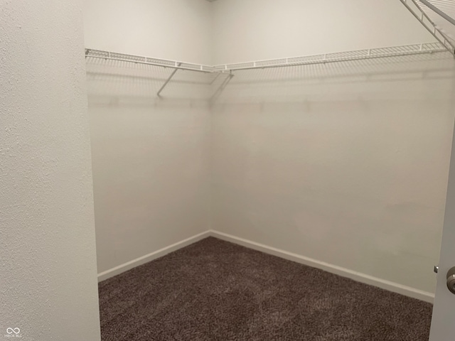 walk in closet with carpet floors