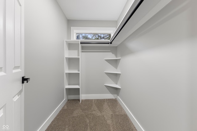 spacious closet with carpet flooring