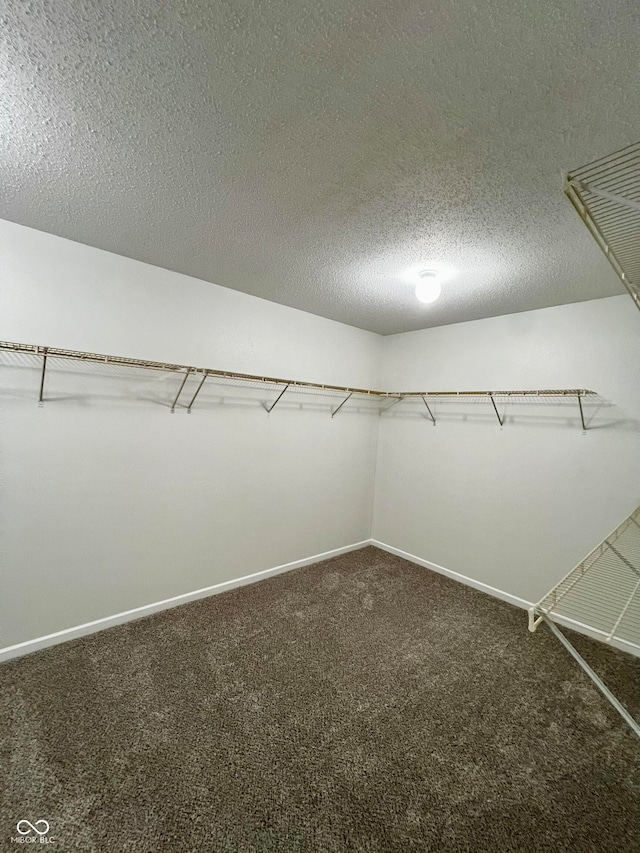 walk in closet featuring carpet floors