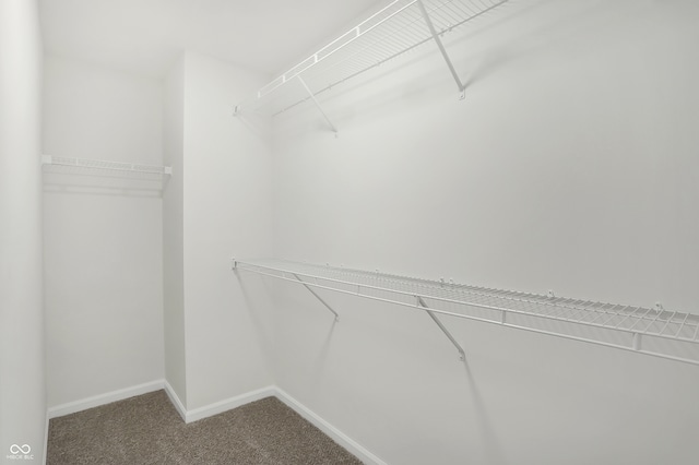 walk in closet featuring carpet flooring