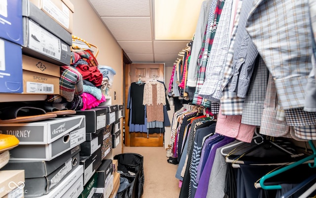 spacious closet featuring a paneled ceiling and carpet flooring