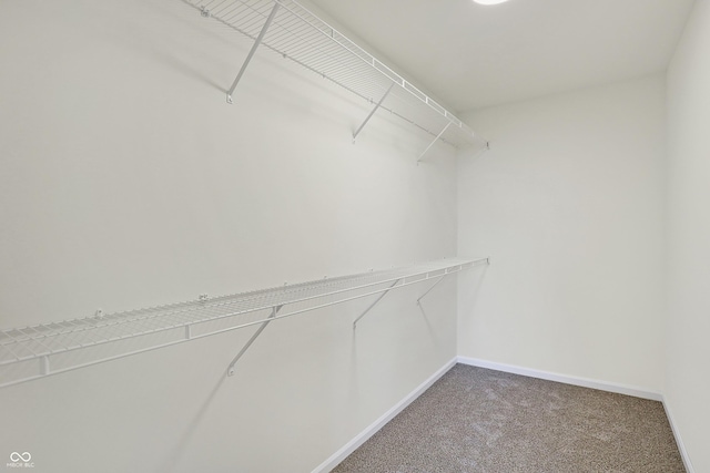 walk in closet featuring carpet