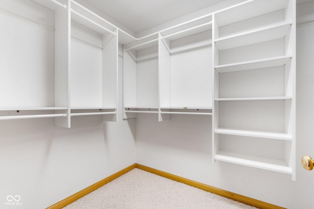 spacious closet featuring carpet flooring