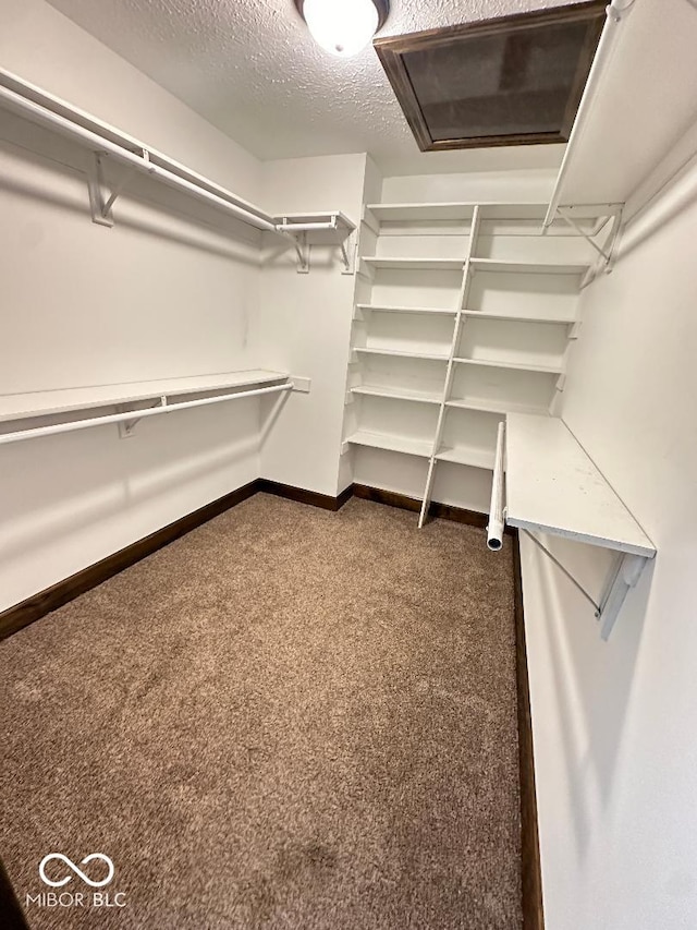 walk in closet with carpet floors