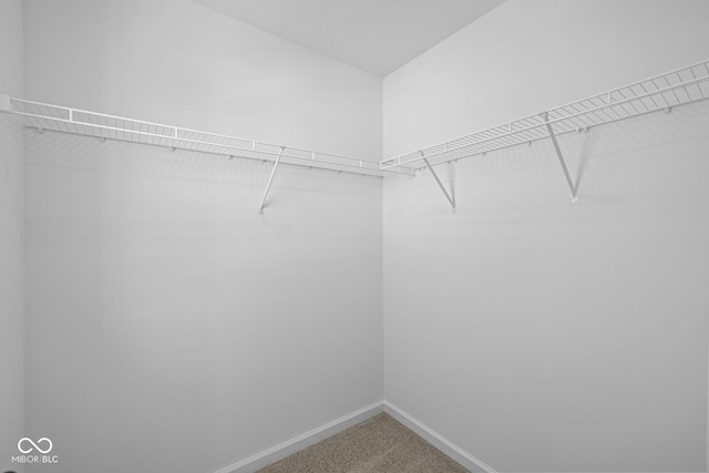 walk in closet featuring carpet floors