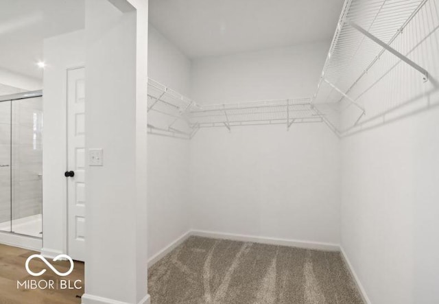 walk in closet with carpet flooring