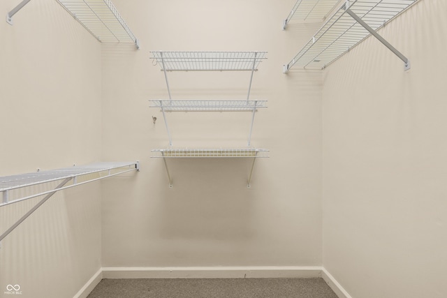 spacious closet featuring carpet flooring