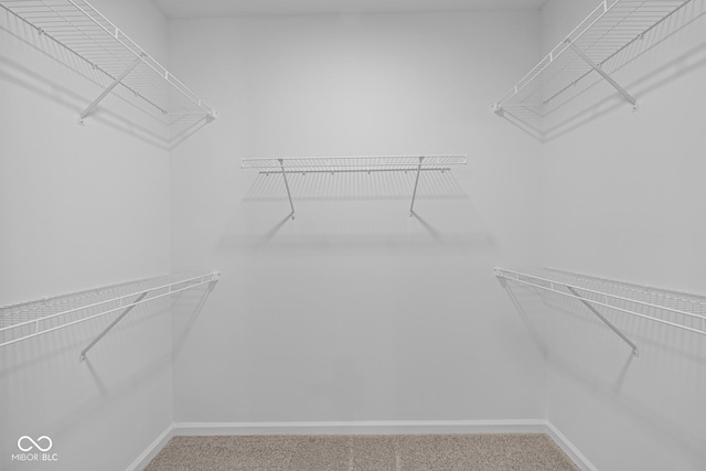 spacious closet featuring carpet floors