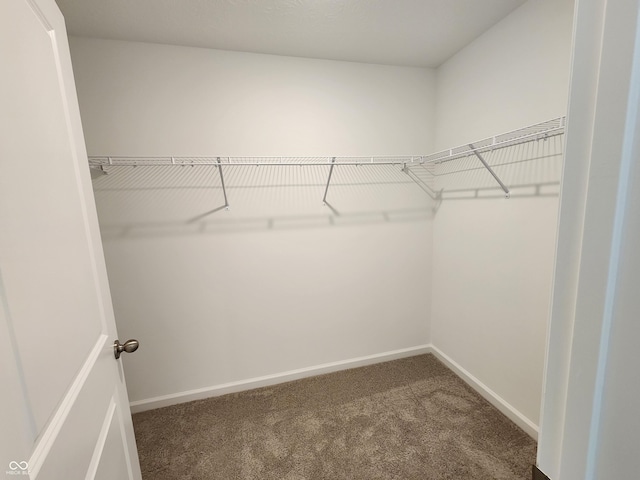 spacious closet featuring carpet flooring