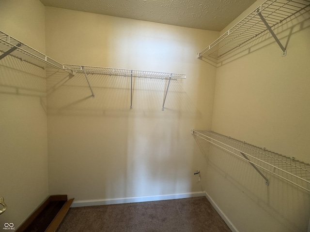 spacious closet featuring carpet flooring