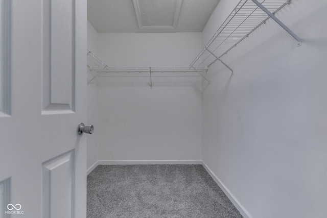 walk in closet featuring carpet floors