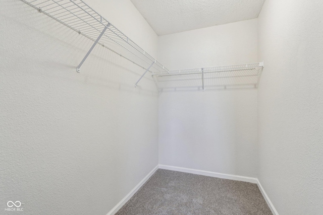 walk in closet with carpet floors