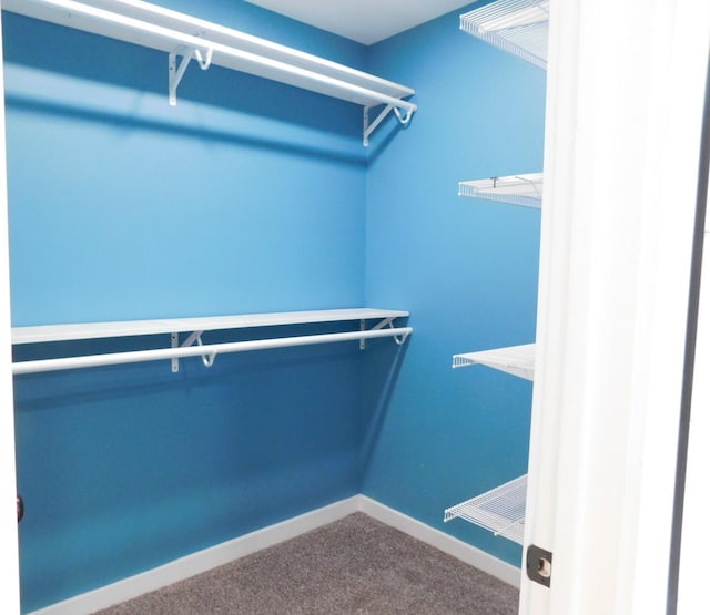 spacious closet featuring carpet