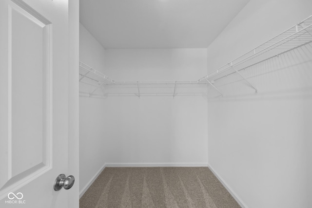 spacious closet featuring carpet