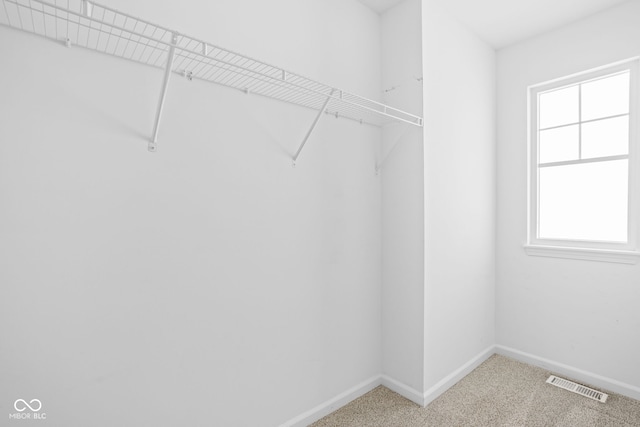 walk in closet with carpet floors