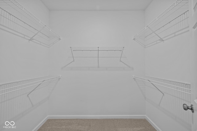 spacious closet featuring carpet flooring