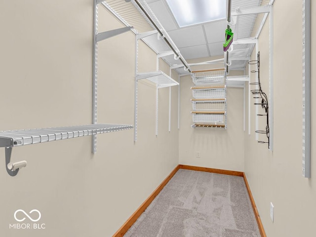 walk in closet featuring a drop ceiling and light carpet