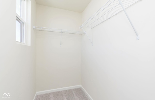 spacious closet featuring carpet floors