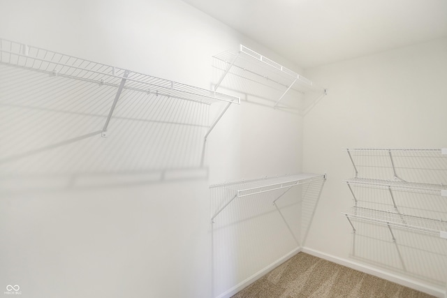 spacious closet featuring carpet floors